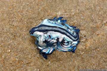 blue dragon (glaucus atlanticus), a white-and-blue upside-down nudibranch