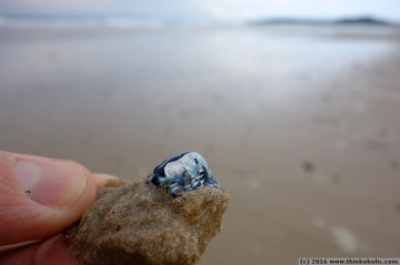 blue dragon (glaucus atlanticus), a white-and-blue upside-down nudibranch