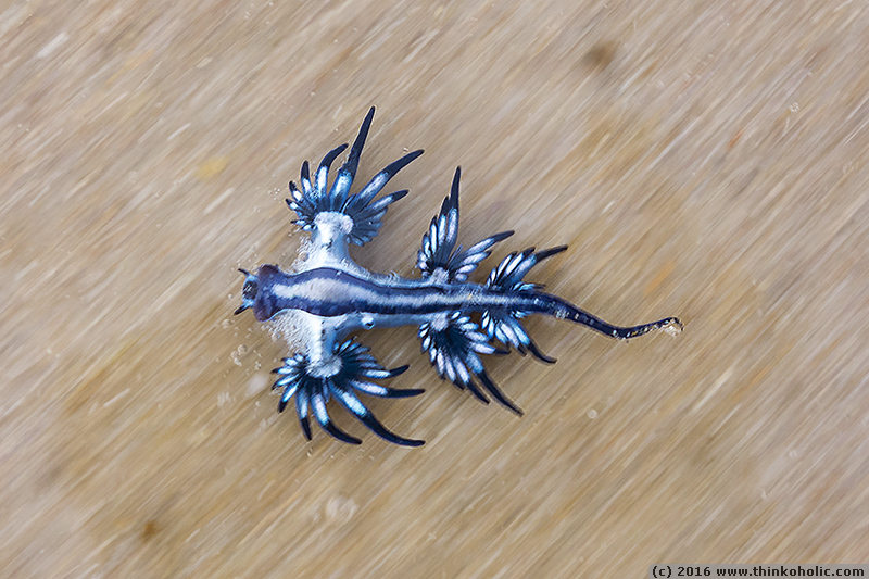 blue dragon (glaucus atlanticus), a white-and-blue upside-down nudibranch