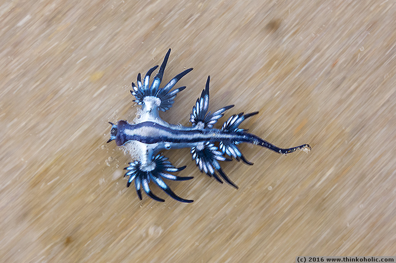 blue dragon nudibranch