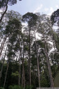 tasmanian blackwood (acacia melanoxylon; centre tree) co-dominating the forest with Stringybark (Eucalyptus obliqua)