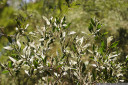 tasmanian blackwood (acacia melanoxylon)