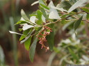 tasmanian blackwood seeds (acacia melanoxylon)