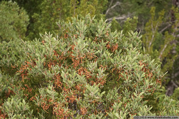 tasmanian blackwood (acacia melanoxylon)