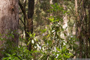 native laurel (anopterus glandulosus)