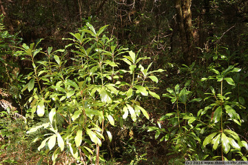 native laurel (anopterus glandulosus)
