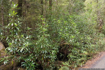 native laurel (anopterus glandulosus)