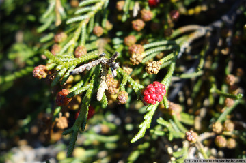 pencil pine (athrotaxis cupressoides) twig with seed cones