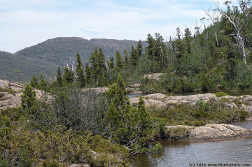 pencil pine (athrotaxis cupressoides) at the labyrinth, pine valley, tasmania