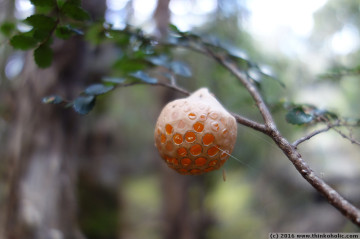 myrtle orange (fruiting body of cyttaria gunnii)