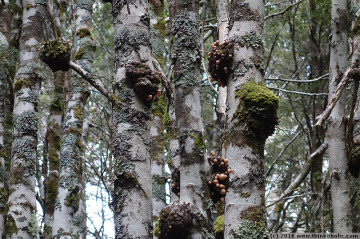 myrtle orange (cyttaria gunnii) fruit bodies growing from myrtle stems (nothofagus cunninghamii)