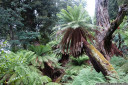 soft tree fern (dicksonia antarctica) near lake st. clair, overland track, tasmania