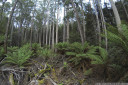soft tree fern (dicksonia antarctica) undergrowth at warra, tahune state forest, tasmania
