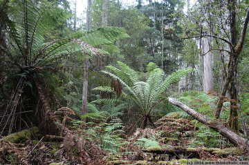 soft tree fern (dicksonia antarctica), tahune state forest, tasmania