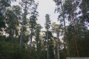 a forest co-dominated by stringybark (eucalyptus obliqua) and blackwood (acacia melanoxylon) and tasmanian blackwood (acacia melanoxylon)