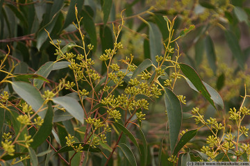 stringybark (eucalyptus obliqua) flower buds