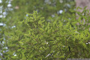 leatherwood (eucryphia lucida) leaves