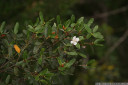 leatherwood (eucryphia lucida) leaves and flower