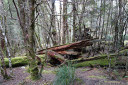 myrtle beech (nothofagus cunninghamii) forest, overland track, tasmania