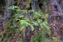 myrtle beech (nothofagus cunninghamii) tiller, growing at the base of an adult tree.