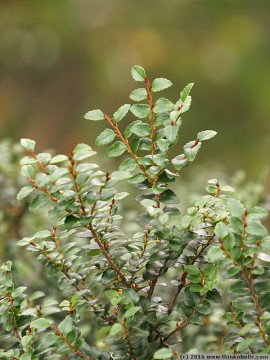 myrtle beech (nothofagus cunninghamii) leaves