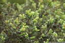 myrtle beech (nothofagus cunninghamii) leaves