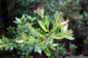 celery-top pine (phyllocladus aspleniifolius) phylloclades with new growth