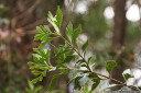 celery-top pine (phyllocladus aspleniifolius) phylloclades