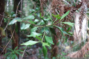 celery-top pine (phyllocladus aspleniifolius) phylloclades