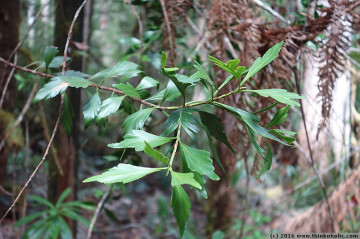 celery-top pine (phyllocladus aspleniifolius) phylloclades
