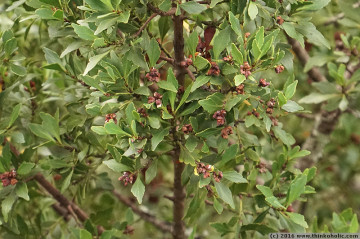 celery-top pine (phyllocladus aspleniifolius) fruit