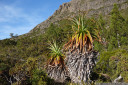 pandani (richea pandanifolia), overland track