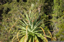 pandani (richea pandanifolia), overland track