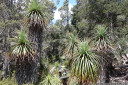 pandani (richea pandanifolia), overland track