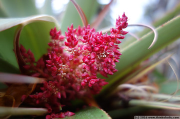 pandani (richea pandanifolia) flower, overland track