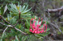 tasmanian waratah (telopea truncata)