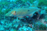 australian giant cuttlefish (sepia apama) changing shape and colours