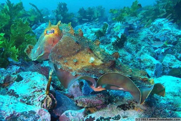 australian giant cuttlefish (sepia apama) changing shape and colours