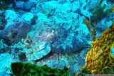 australian giant cuttlefish (sepia apama) changing shape and colours