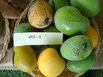 Mangos der Sorte 13-1 (Foto: Asit K. Ghosh, cc-by-sa 3.0)