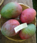 Mangos der Sorte Alice (Foto: Asit K Ghosh, cc-by-sa 3.0)
