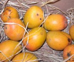Mangos der Sorte Alphonso (Foto: Gaurang Patkar, PD)