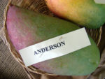 Mangos der Sorte Anderson (Foto: Asit K Ghosh, cc-by-sa 3.0)