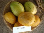 Mangos der Sorte Babtiste (Foto: Asit K. Ghosh, cc-by-sa 3.0)