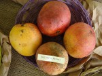 Mangos der Sorte Bailey's Marvel (Foto: Asit K. Ghosh, cc-by-sa 3.0)