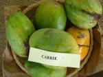 Mangos der Sorte Carrie (Foto: Asit K. Ghosh, cc-by-sa 3.0)