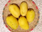 Mangos der Sorte Chaunsa (auch: Chausa, Chowsa; Foto: Jahanzaib Zai, cc-by-sa 3.0)