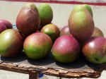 Mangos der Sorte Julie (Foto: Aaron & Katie Kaio, http://bit.ly/ZqQaYb)