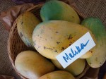 Mangos der Sorte Mallika (Foto: Asit K. Ghosh, cc-by-sa 3.0)