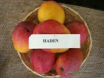 Mangos der Sorte Haden (Foto: Asit K. Ghosh, cc-by-sa 3.0)